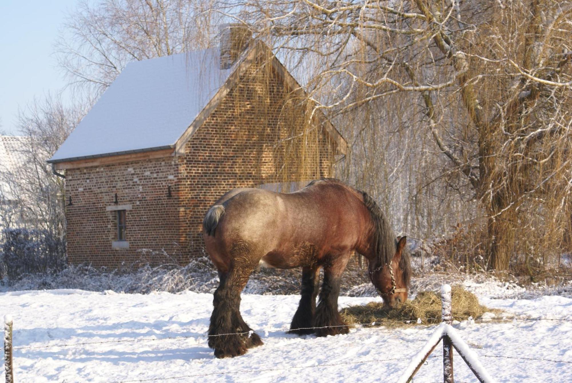 B&B De Metstermolen Sint-Truiden Zewnętrze zdjęcie